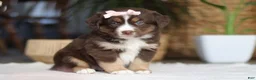 Australian Shepherd dogs for sale: Tulip - Ad 1