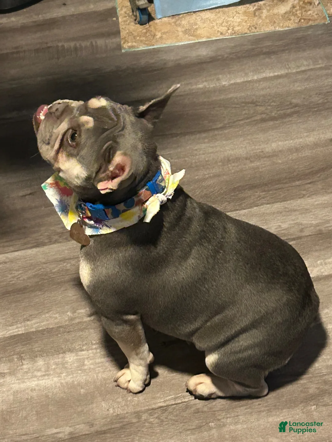 French Bulldog dogs for sale: Lily may - Ad 5