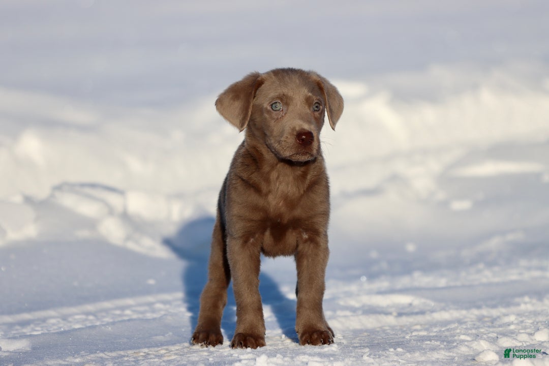 Labrador Retriever dogs for sale: Susie Q - Ad 3