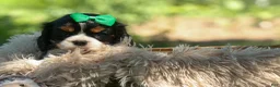 Cavalier King Charles Spaniel dogs for sale: Maxwell 🐾🐶 - Ad 17