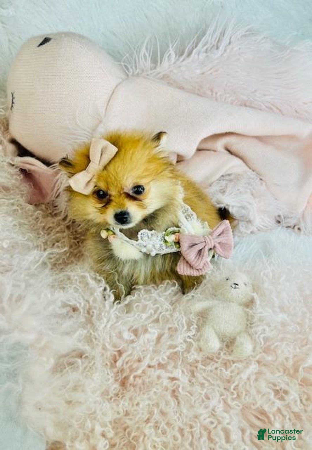 Pomeranian dogs for sale: Pomeranian Puppy 1 - Ad 1