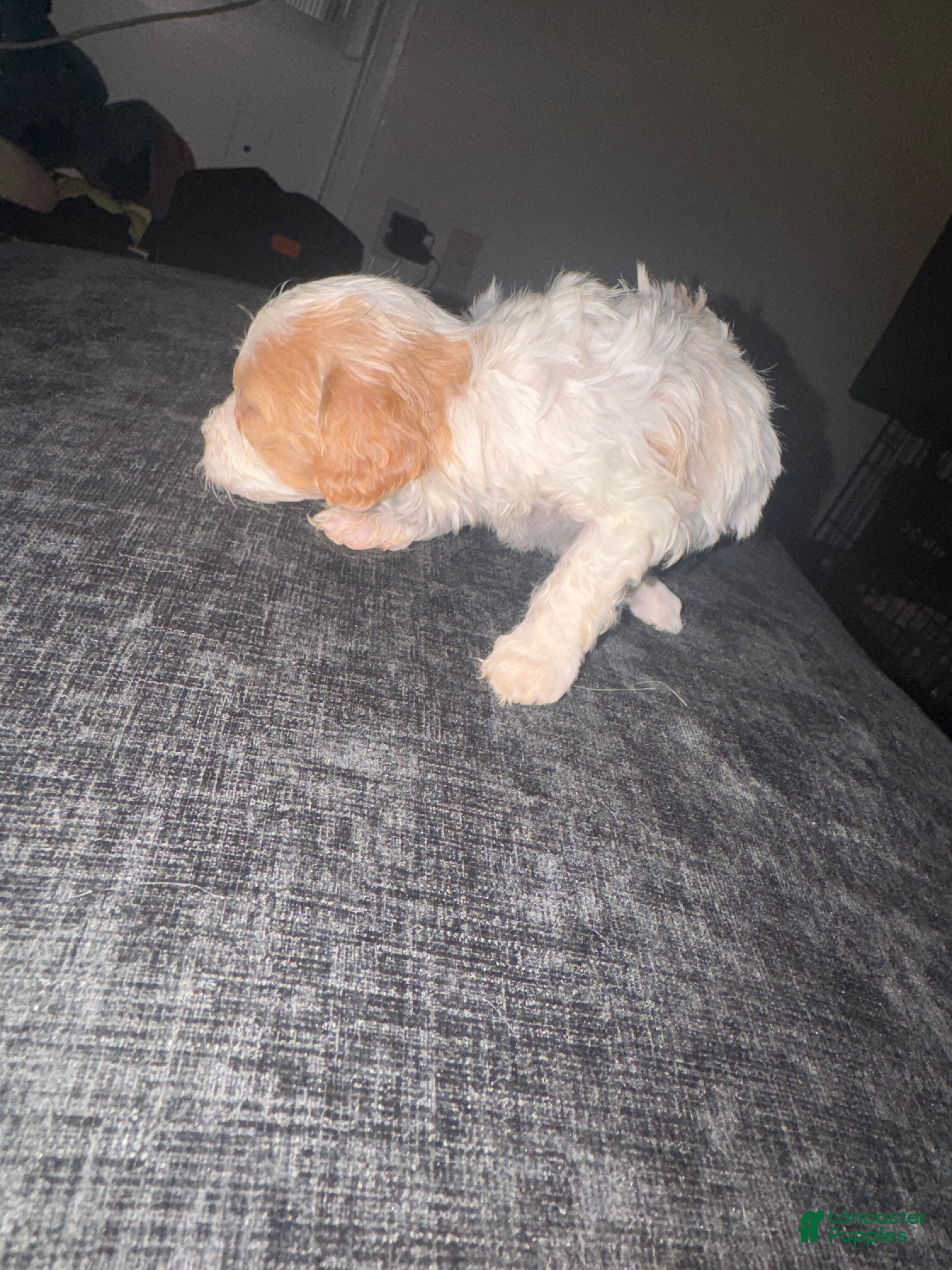 Havapoo dogs Havapoo Puppy 3 - Ad 25