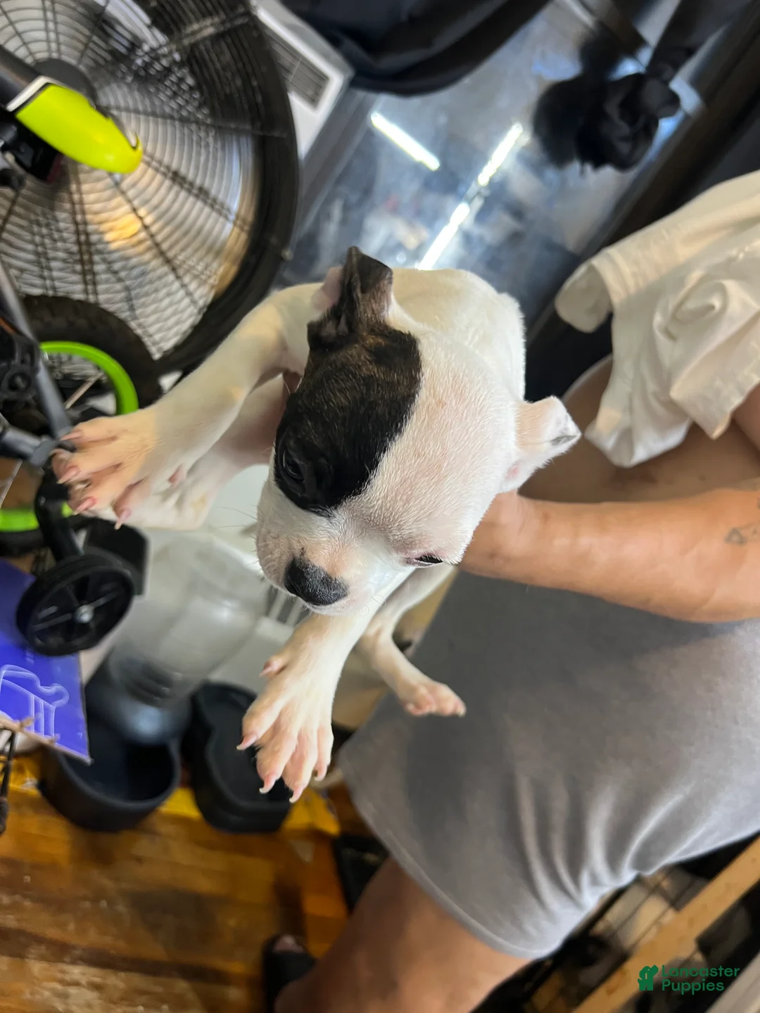 American Bully dogs for sale: American Bully Puppy 5 - Ad 1