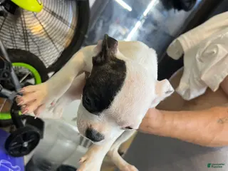 American Bully dogs American Bully Puppy 5 - Ad 33