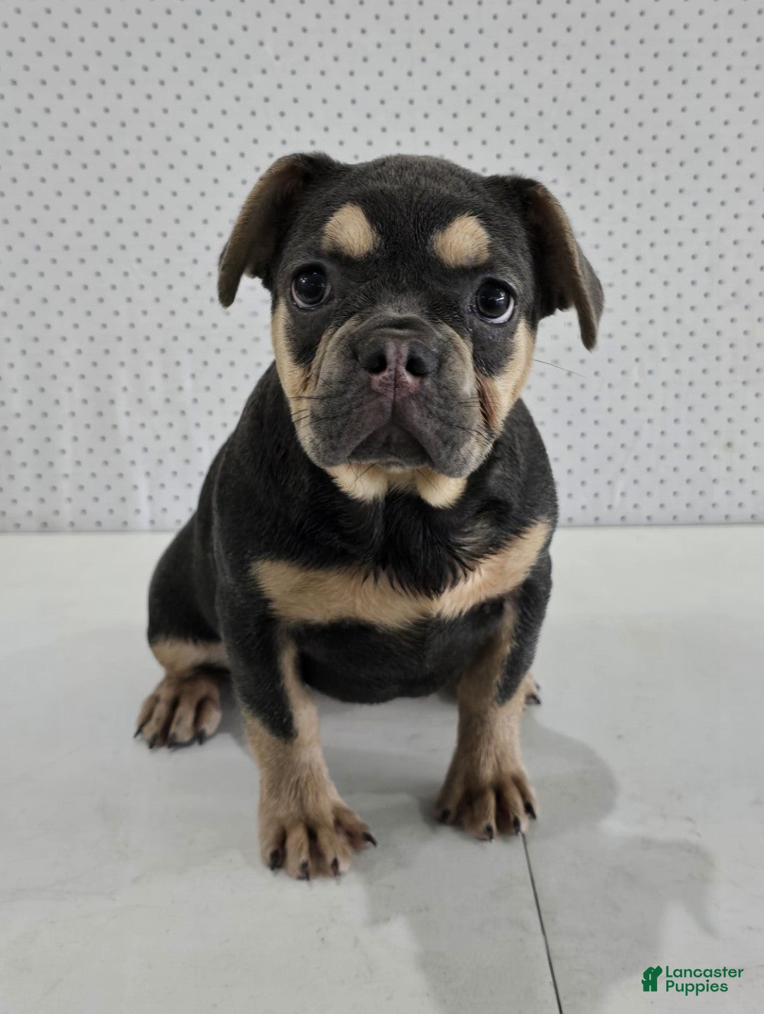 French Bulldog dogs Maxine - Ad 2