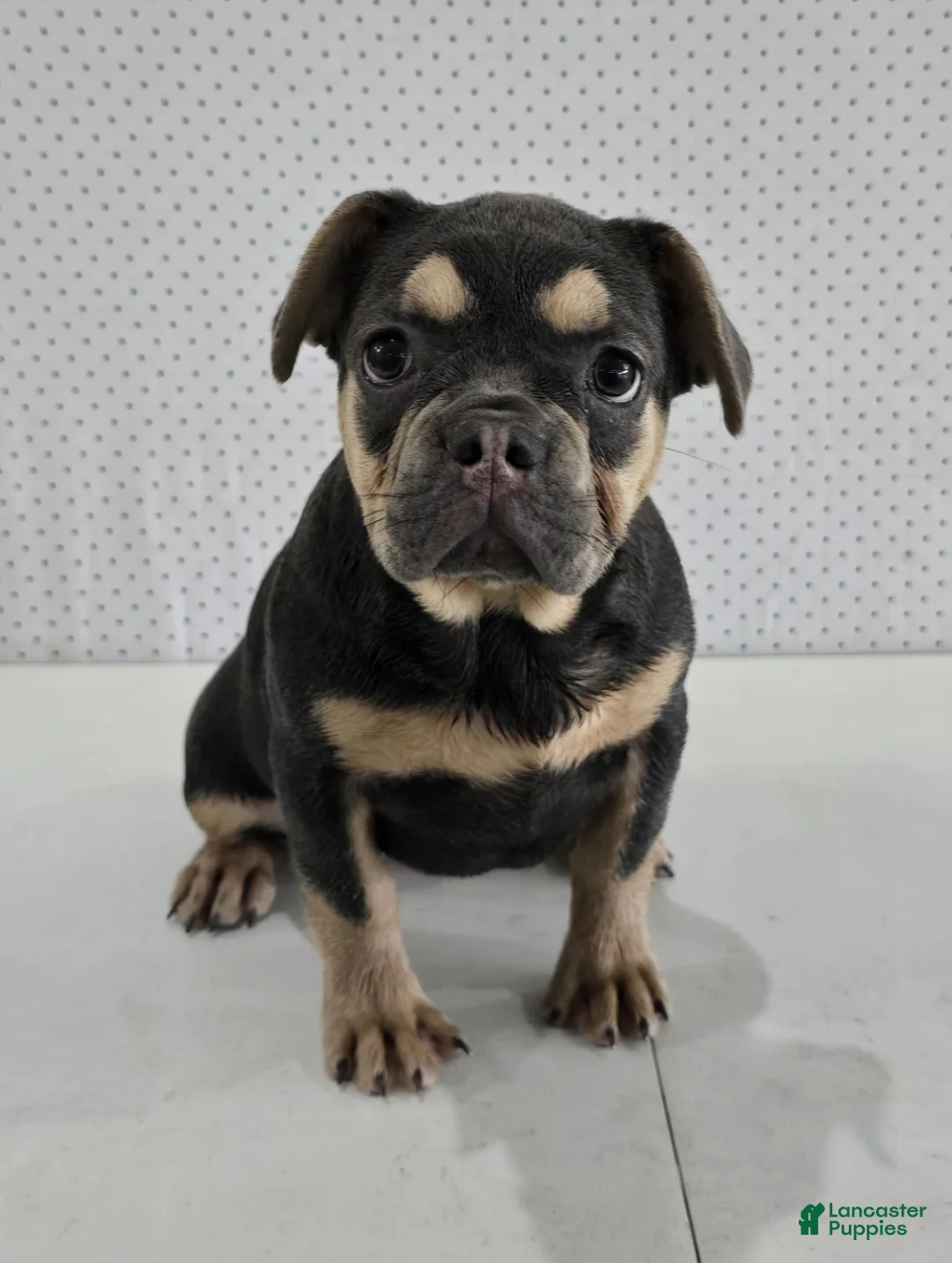 French Bulldog dogs for sale: Maxine - Ad 2