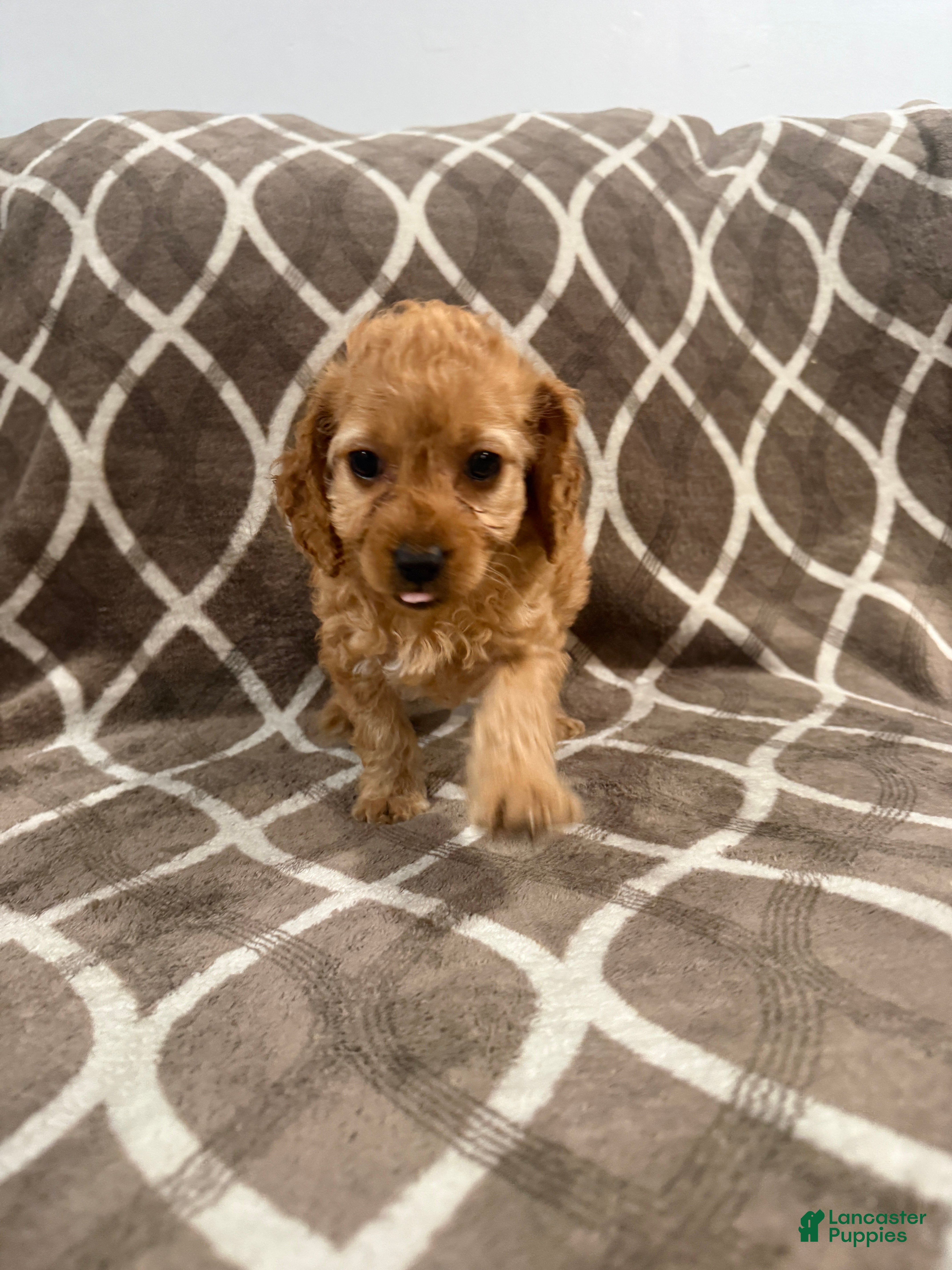 Cockapoo dogs Rocky - Ad 1