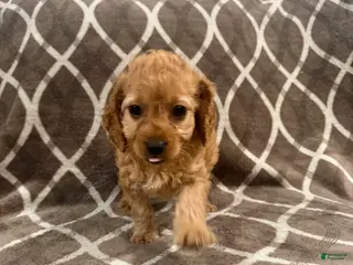 Cockapoo dogs for sale: Rocky - Ad 2