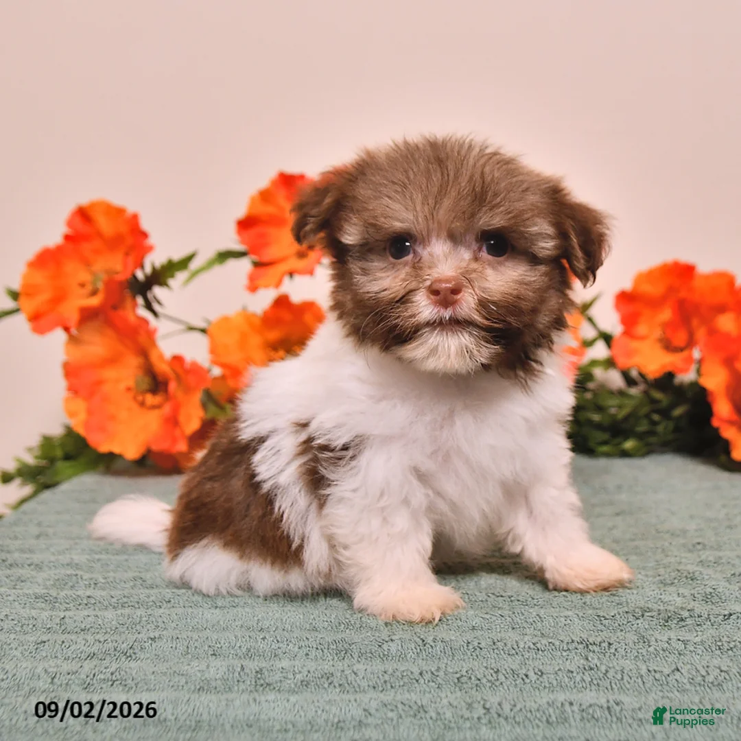 Havanese dogs for sale: Hamlet - Ad 1