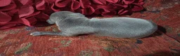 Italian Greyhound dogs for sale: Puppy 2 Female - Ad 2