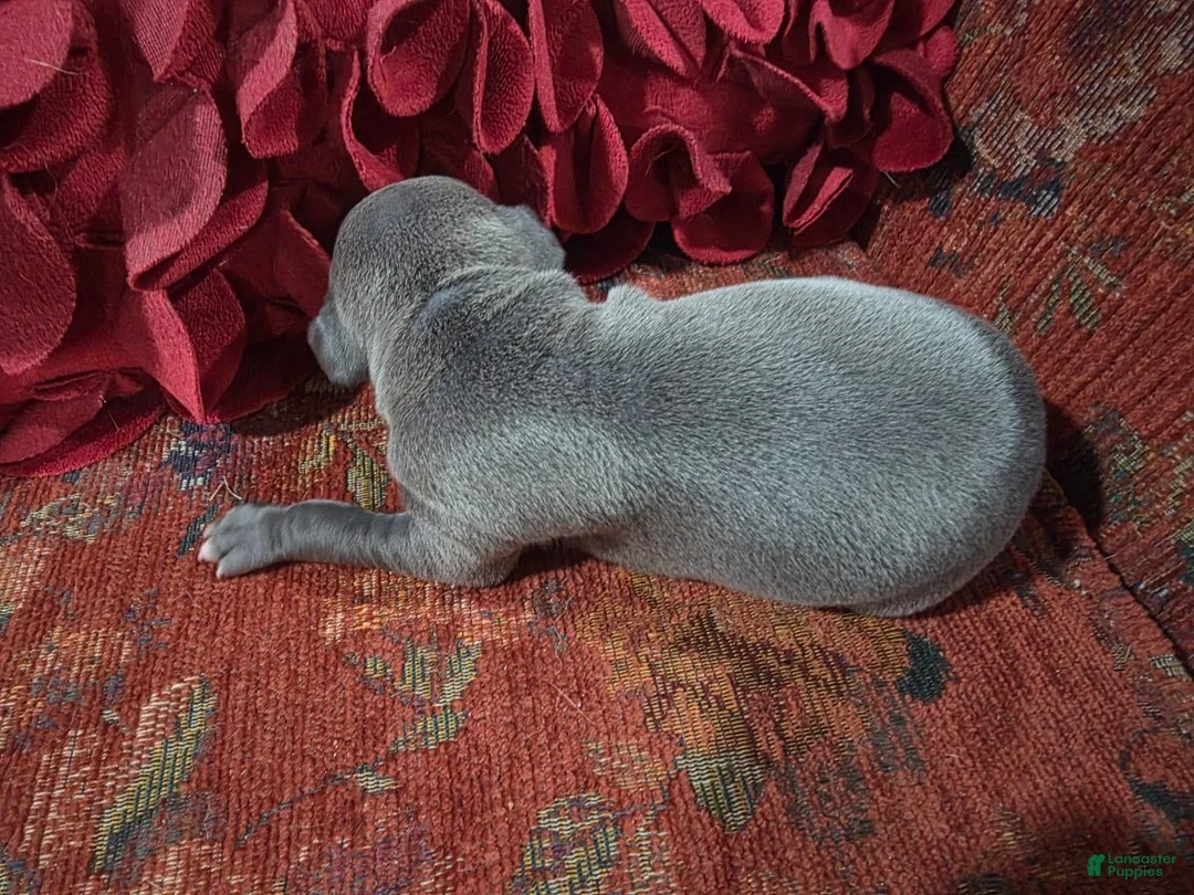 Italian Greyhound dogs for sale: Puppy 2 Female - Ad 2
