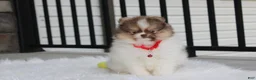 Pomeranian dogs for sale: Bentley AKC - Ad 22