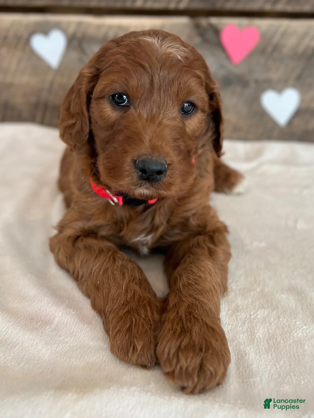 Irish Doodle dogs for sale: Scarlett - Ad 15