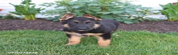 German Shepherd dogs for sale: Sawyer - Ad 3