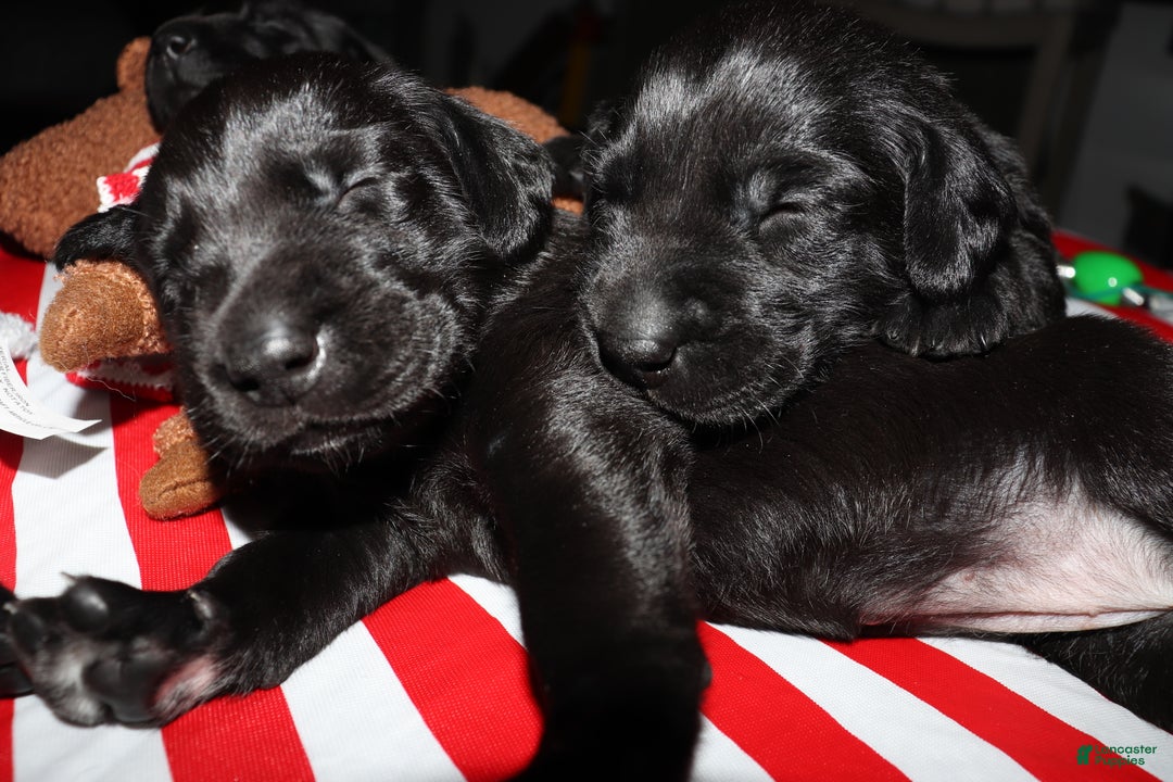 Labrador Retriever dogs for sale: Reese - Ad 8