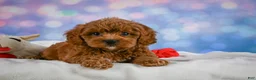 Cavapoo dogs for sale: Cookie - Ad 4