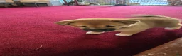 Shiba Inu dogs for sale: Fawn Male - Ad 15
