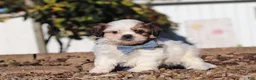 Shih Tzu dogs for sale: James - Ad 3