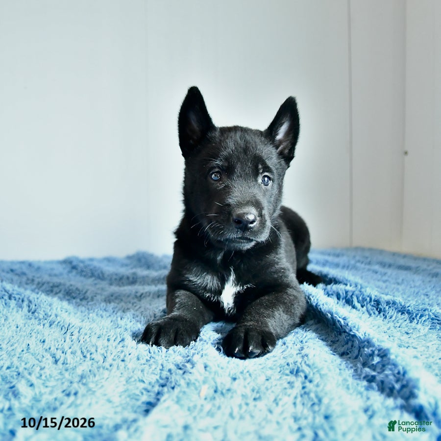Belgian Malinois dogs for sale: Alonzo - Ad 1