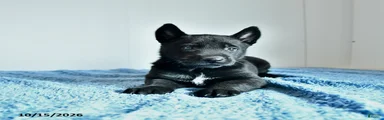 Alonzo