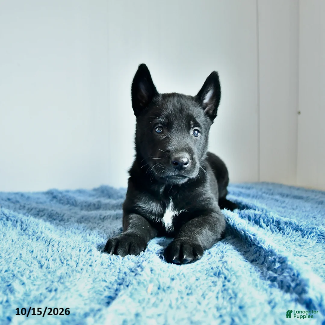 Belgian Malinois dogs for sale: Alonzo - Ad 1