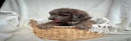 Bernedoodle dogs for sale: Scout - Ad 5
