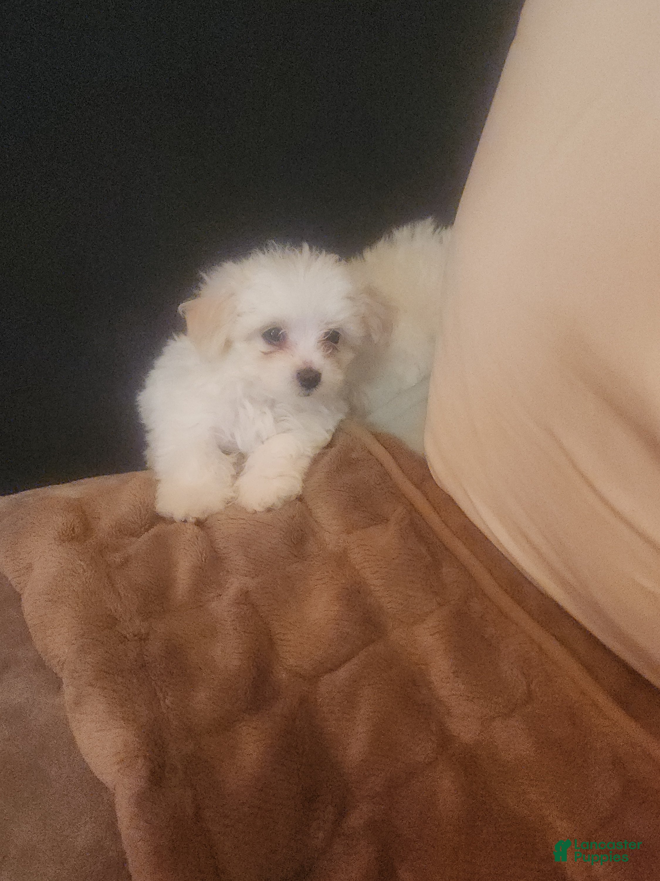 Pomapoo dogs Pomapoo 1 - Ad 2