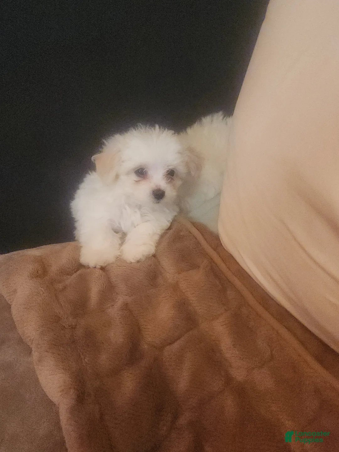 Pomapoo dogs for sale: Pomapoo 1 - Ad 2