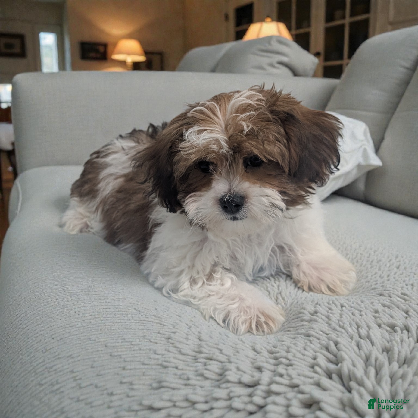 Shihpoo dogs Alex - Ad 20