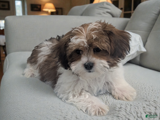 Shihpoo dogs Alex - Ad 20