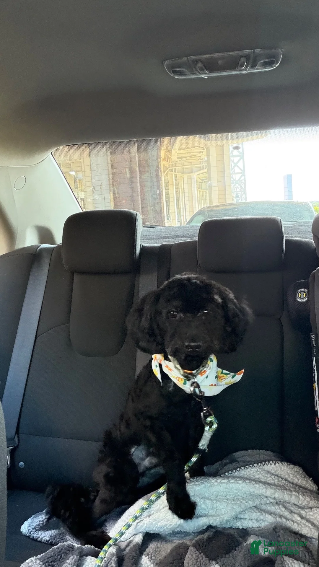 Double Doodle dogs for sale: Dino - Ad 2