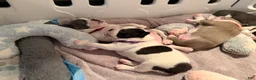 Boston Terrier dogs for sale: Blanca  - Ad 7