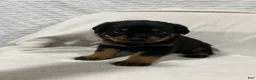 Rottweiler dogs for sale: kong - Ad 3
