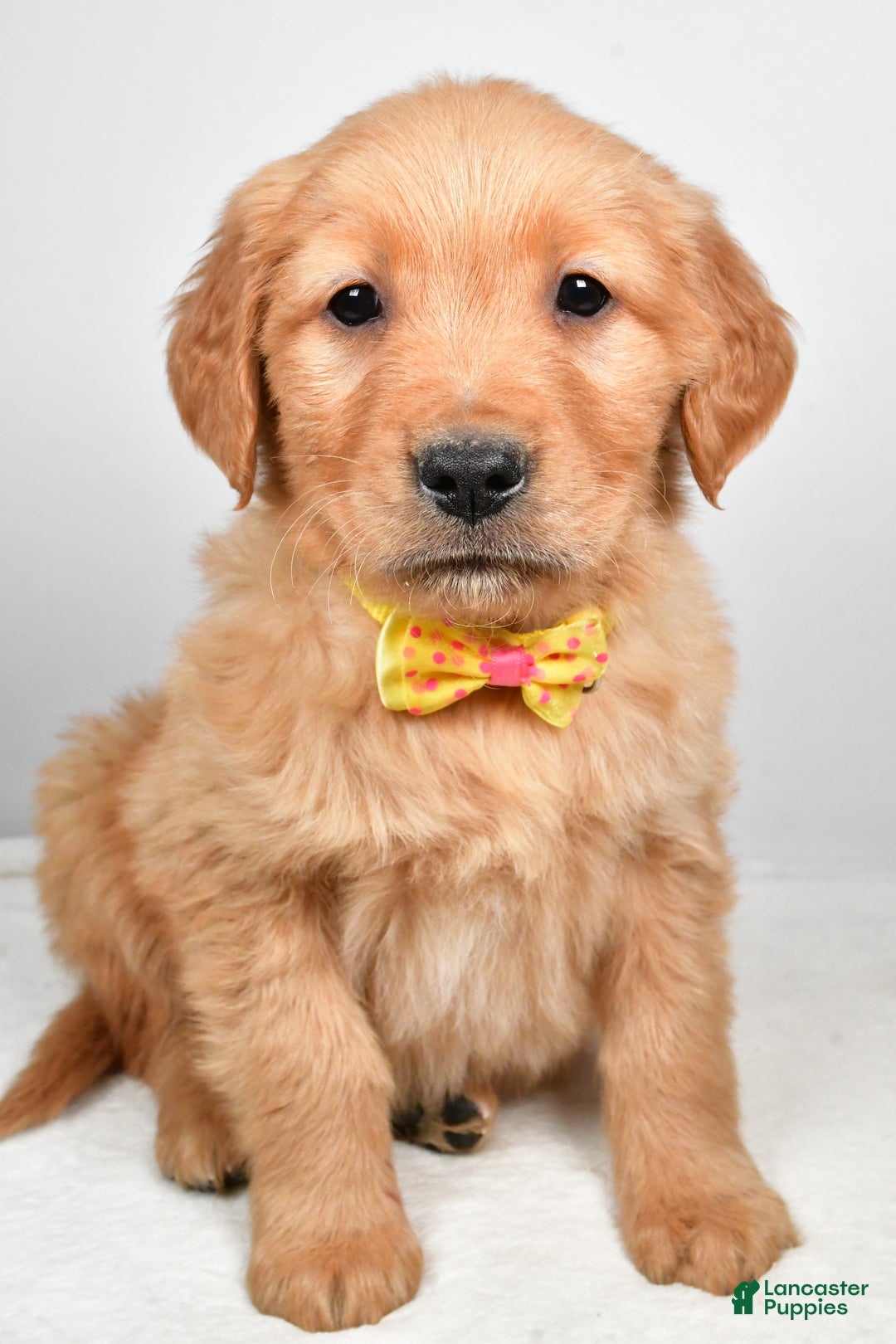 Golden Retriever dogs for sale: Kobe - Ad 6