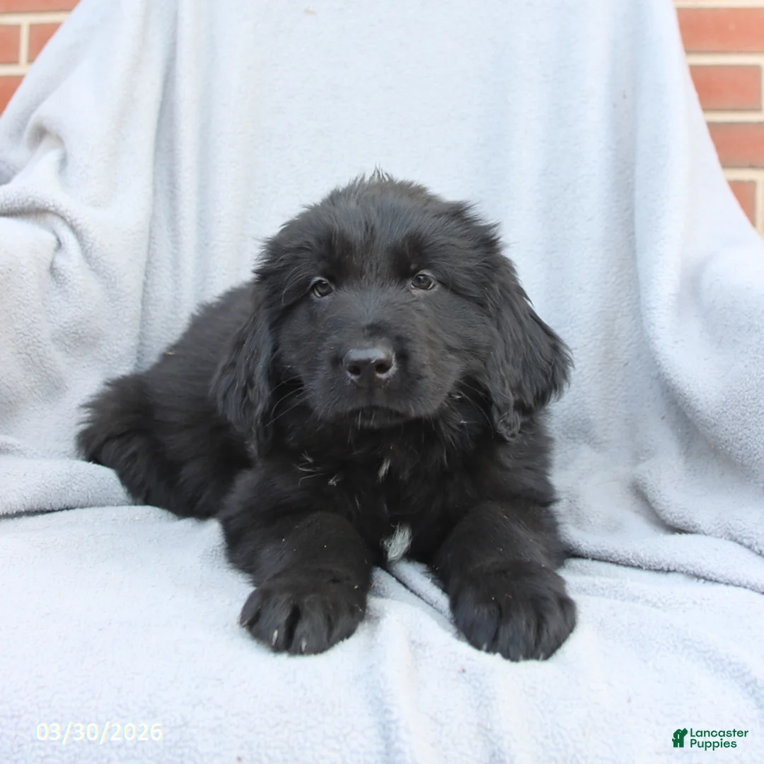Newfoundland dogs for sale: Moose - Ad 3