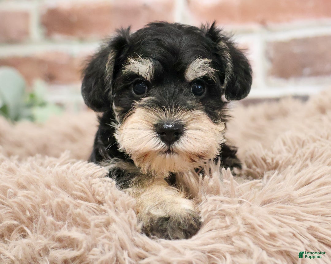 Miniature Schnauzer dogs for sale: Harriet  - Ad 2