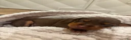 Miniature Pinscher dogs for sale: Miniature Pinscher Puppy 3 - Ad 5