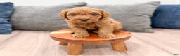 Mini Goldendoodle dogs for sale: Max - Ad 2