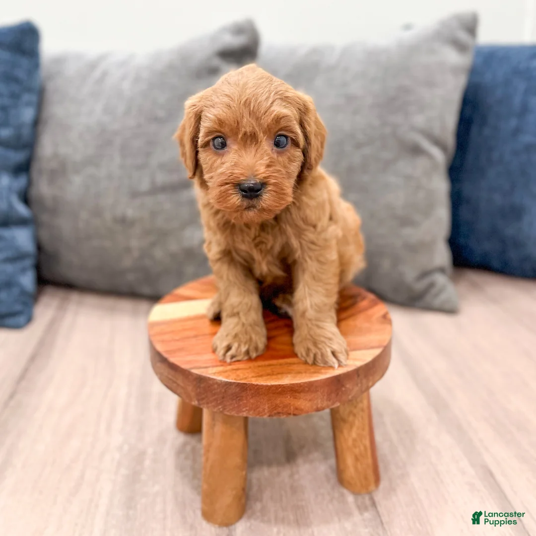 Mini Goldendoodle dogs for sale: Max - Ad 2