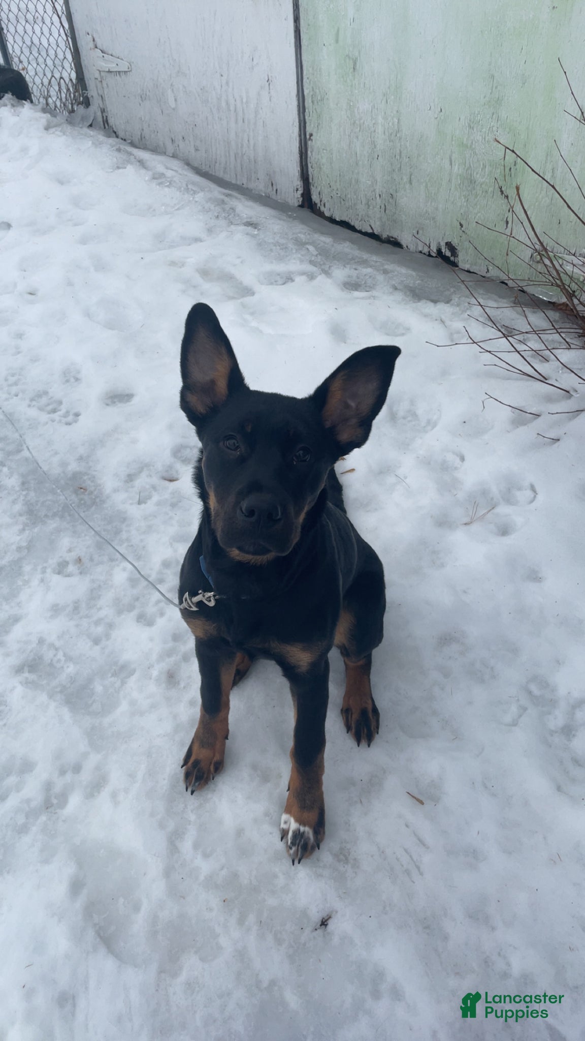 Mixed Breed dogs Mixed Breed Puppy 1 - Ad 42