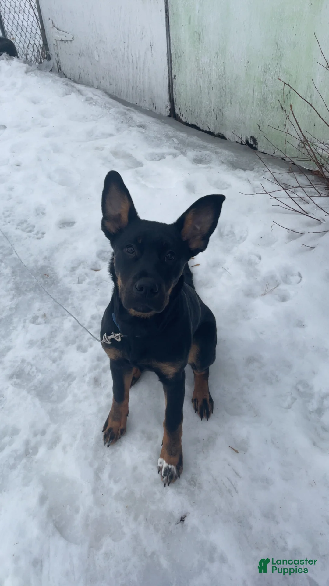 Mixed Breed dogs for sale: Mixed Breed Puppy 1 - Ad 1