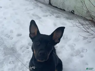 Mixed Breed dogs Mixed Breed Puppy 1 - Ad 42