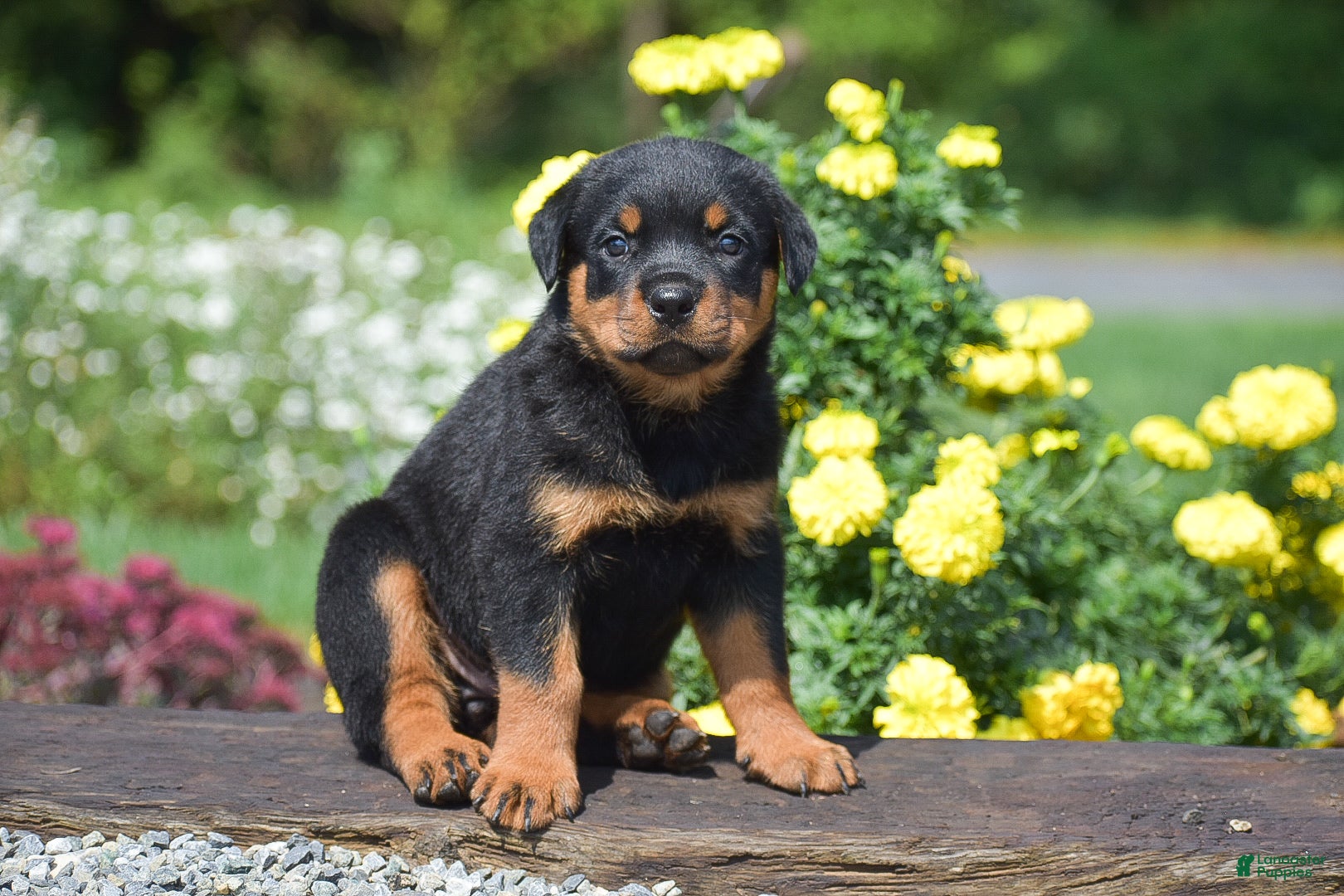 Rottweiler dogs Roxy - Ad 1