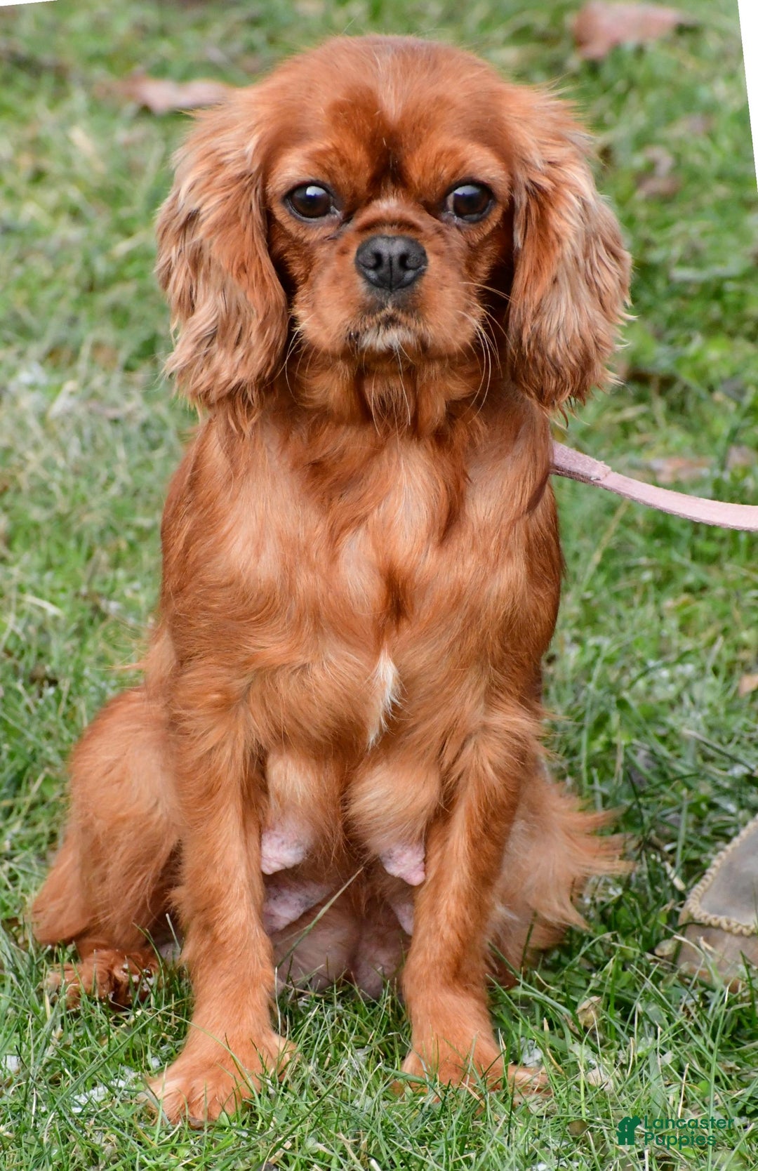 Cavapoo dogs for sale: Jack - Ad 9