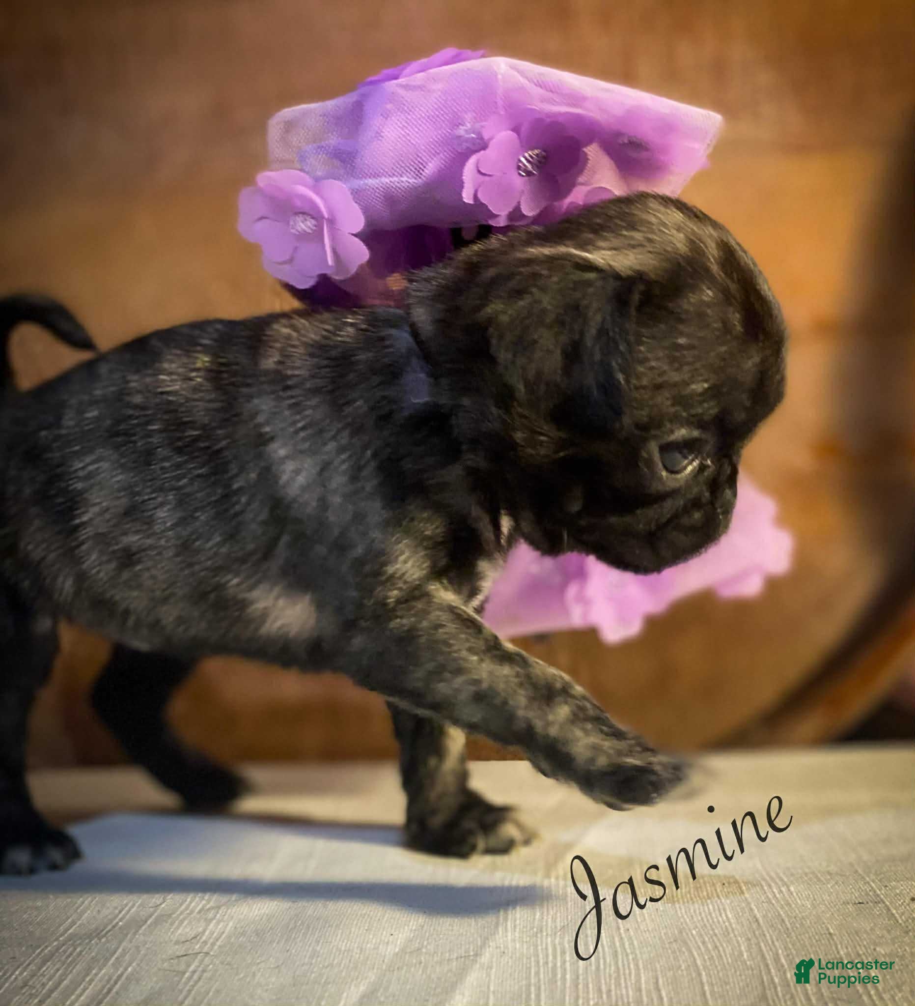 Pug dogs Jasmine - Ad 1