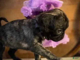 Pug dogs for sale: Jasmine - Ad 2