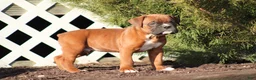 Boxer dogs for sale: Remington - Ad 1