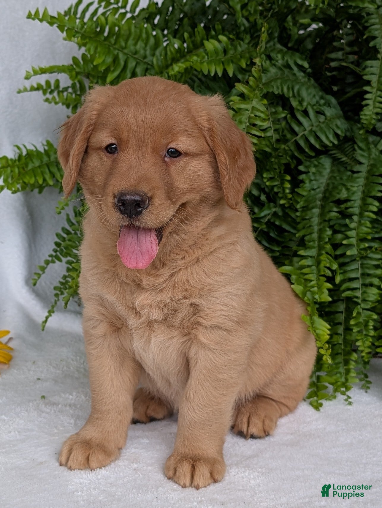 Golden Retriever dogs Shadow  - Ad 1