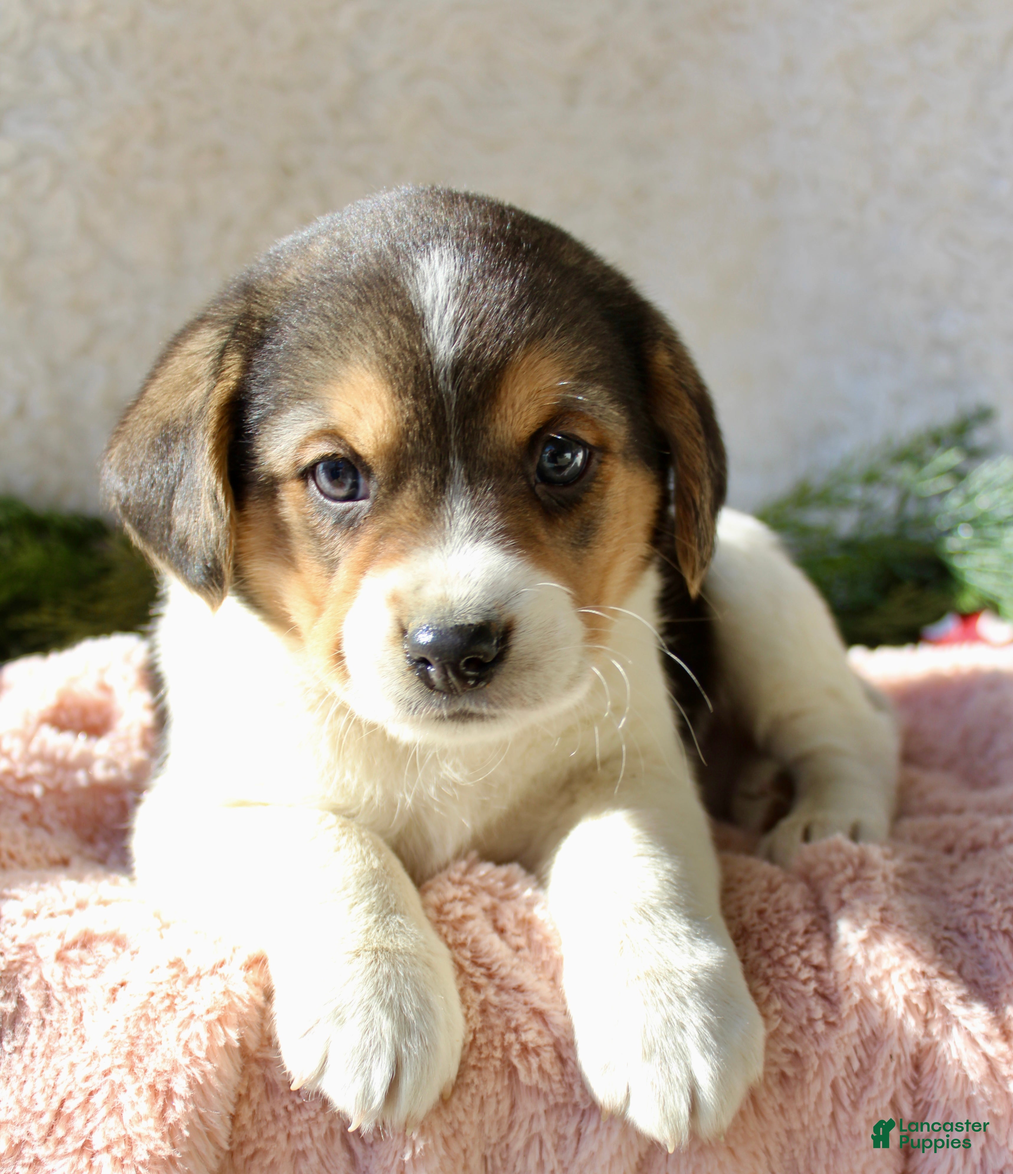 Mixed Breed dogs Cutie - Ad 25