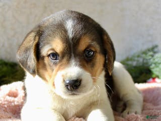 Mixed Breed dogs Cutie - Ad 23